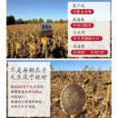Lao Jie Kou Sunflower Seeds 老街口瓜子 300g-500g